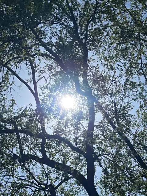 Pure sunshine filtering through the treetops.